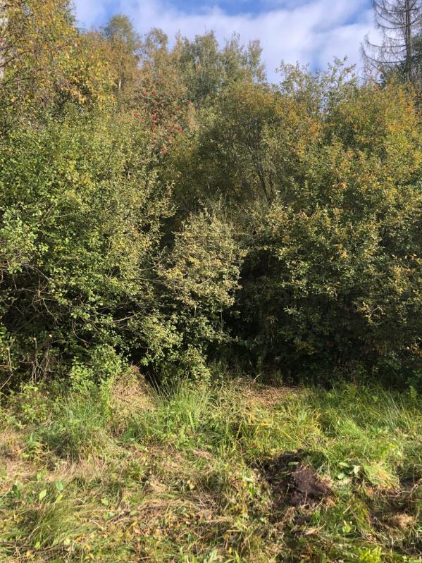 výřez invazivní vrby Horní město - skály